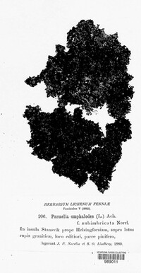 Parmelia omphalodes image